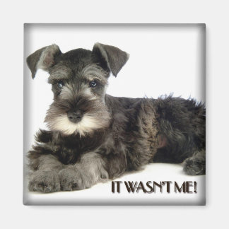 Mini Schnauzer magneet