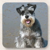 mini schnauzer op het strand.png onderzetter (Voorkant)