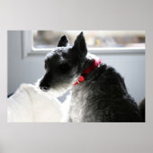 Mini Schnauzer Poster (Voorkant)