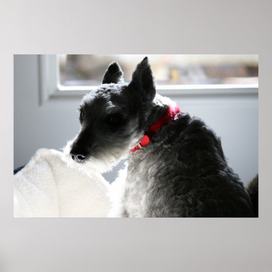 Mini Schnauzer Poster (Voorkant)