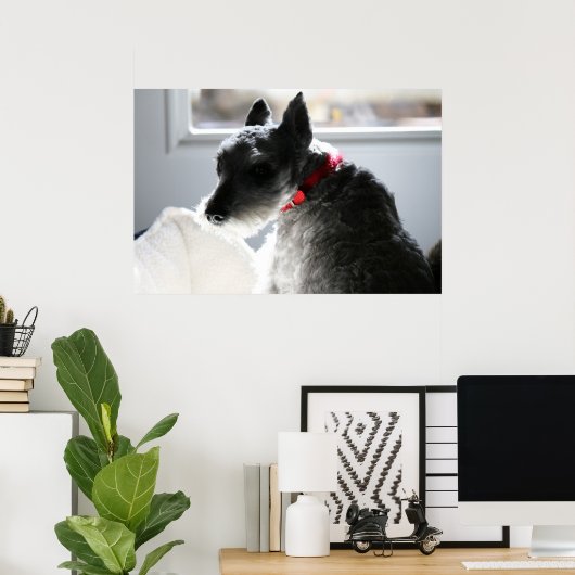 Mini Schnauzer Poster (Thuiskantoor)