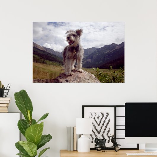 Mini Schnauzer Poster (Thuiskantoor)