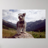 Mini Schnauzer Poster (Voorkant)