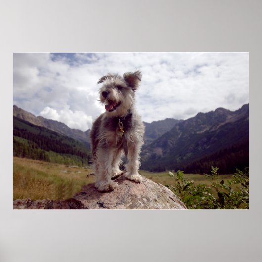 Mini Schnauzer Poster (Voorkant)