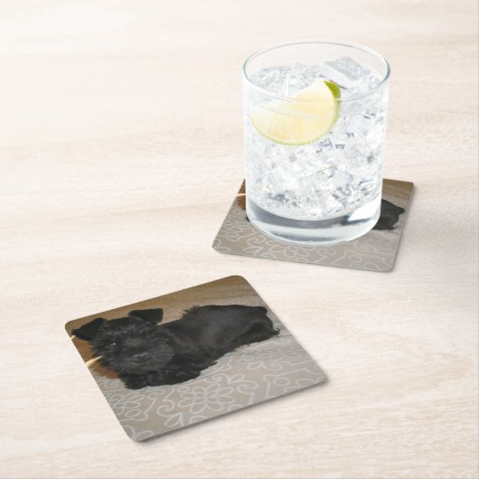 mini schnauzer puppy kartonnen onderzetters (Insitu)