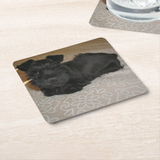 mini schnauzer puppy kartonnen onderzetters (Schuin)