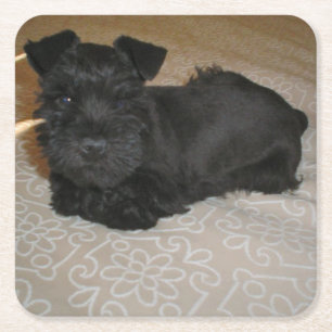 mini schnauzer puppy kartonnen onderzetters