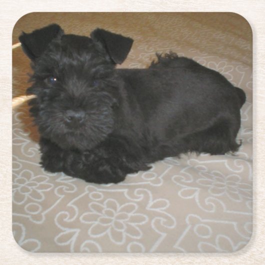 mini schnauzer puppy kartonnen onderzetters (Voorkant)