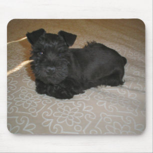 mini schnauzer puppy muismat