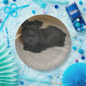 mini schnauzer puppy papieren bordje (Feest)