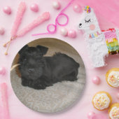 mini schnauzer puppy papieren bordje (Feest)