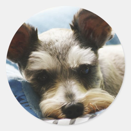 Mini Schnauzer Ronde Sticker (Voorkant)