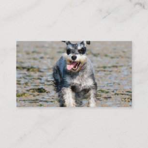 mini schnauzer visitekaartje