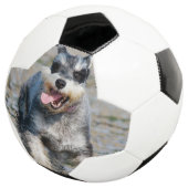 mini schnauzer voetbal (Drie kwart)