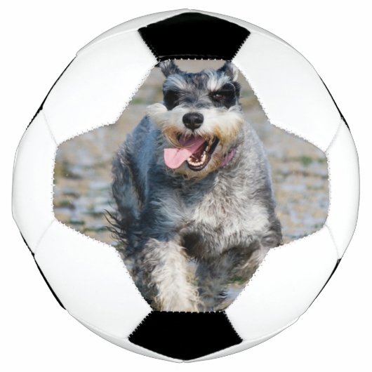 mini schnauzer voetbal (Voorkant)