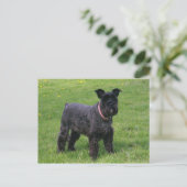 mini shcnauzer vol briefkaart (Staand voorkant)