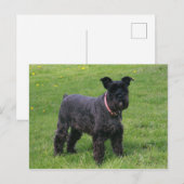 mini shcnauzer vol briefkaart (Voorkant / Achterkant)