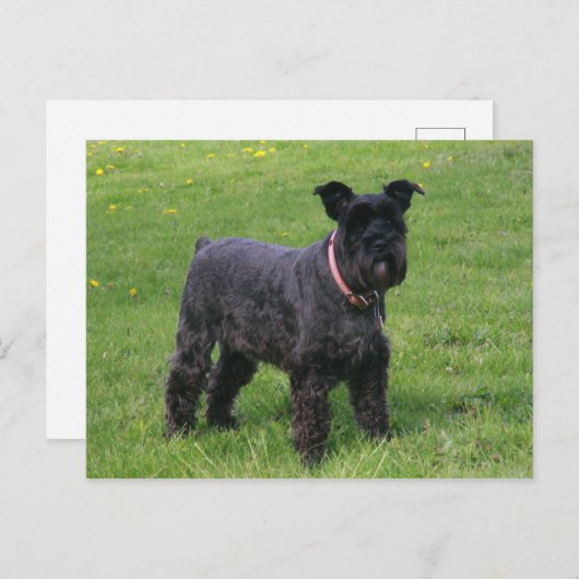 mini shcnauzer vol briefkaart (Voorkant / Achterkant)