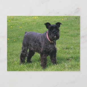 mini shcnauzer vol briefkaart