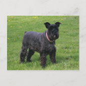 mini shcnauzer vol briefkaart (Voorkant)