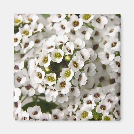 Mini White Flowers Magneet (Voorkant)
