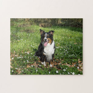 Miniature American Shepherd Black Tri Zittend Legpuzzel