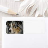 Miniature American Shepherd Blue Merle second Etiket (Insitu)