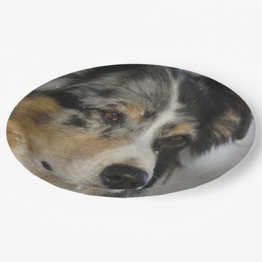 Miniature American Shepherd Blue Merle second Papieren Bordje (Gekanteld)