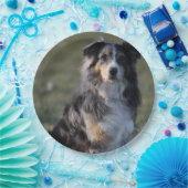 Miniature American Shepherd Blue Merle Sitting Papieren Bordje (Feest)
