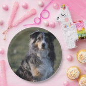 Miniature American Shepherd Blue Merle Sitting Papieren Bordje (Feest)