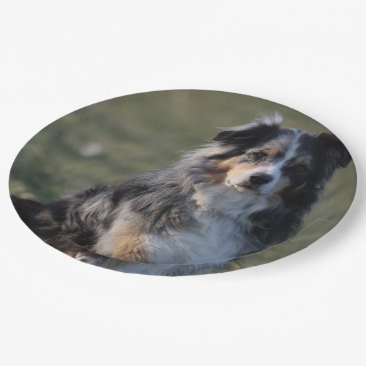 Miniature American Shepherd Blue Merle Sitting Papieren Bordje (Gekanteld)