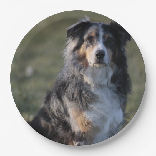 Miniature American Shepherd Blue Merle Sitting Papieren Bordje (Voorkant)