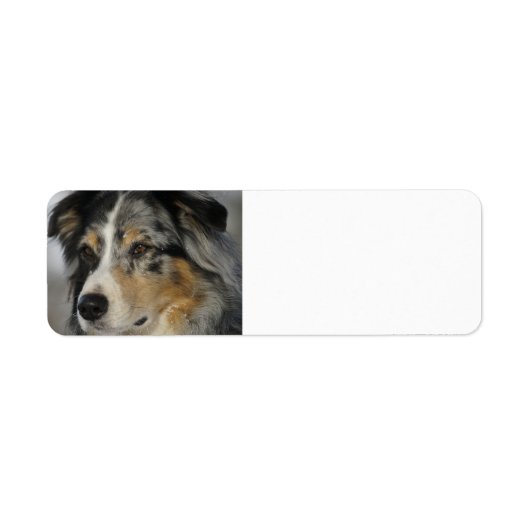 Miniature American Shepherd Blue Merle tweede Etiket (Voorkant)