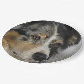 Miniature American Shepherd Blue Merle tweede Papieren Bordje (Gekanteld)