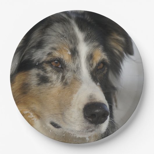 Miniature American Shepherd Blue Merle tweede Papieren Bordje (Voorkant)