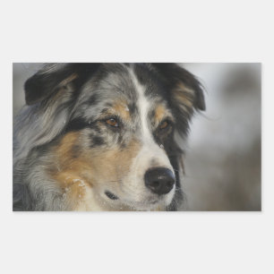 Miniature American Shepherd Blue Merle tweede Rechthoekige Sticker