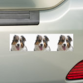 Miniature American Shepherd Merle Bumpersticker (Op auto)