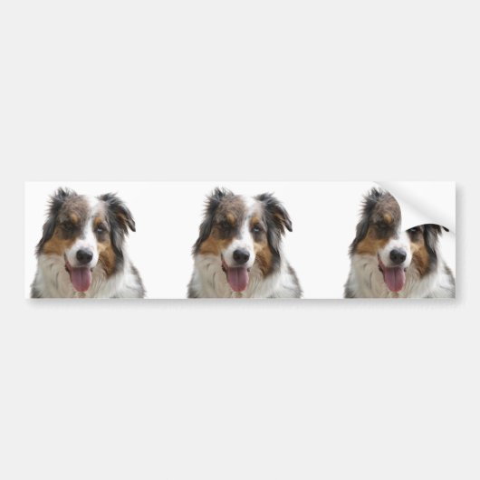 Miniature American Shepherd Merle Bumpersticker (Voorkant)