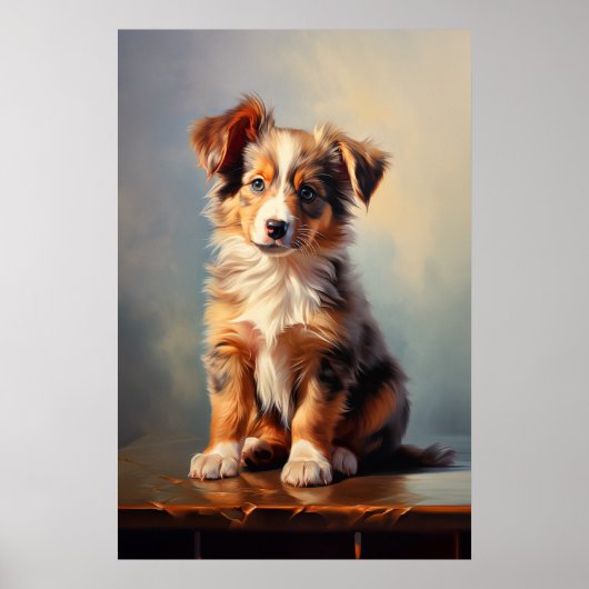 Miniature American Shepherd Poster (Voorkant)