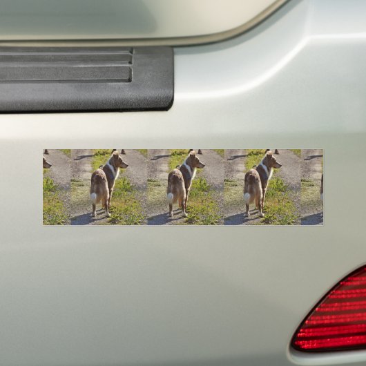 Miniature American Shepherd Red Merle with Tail Bumpersticker (Op auto)
