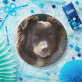 Miniature American Shepherrd Red Tri Papieren Bordje (Feest)