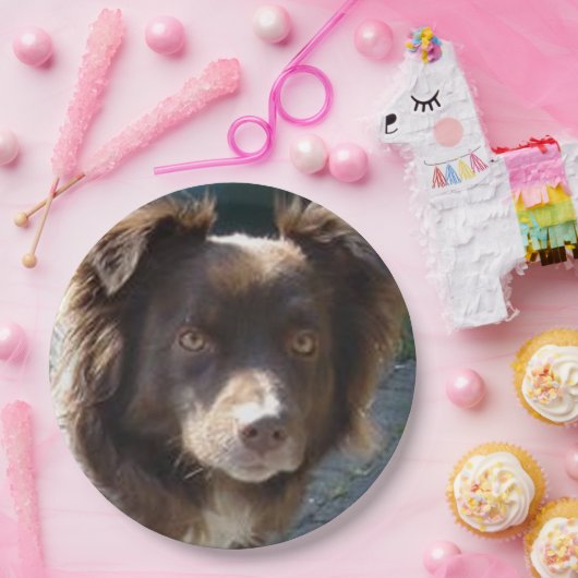 Miniature American Shepherrd Red Tri Papieren Bordje (Feest)