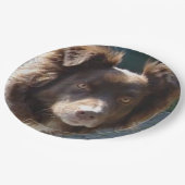 Miniature American Shepherrd Red Tri Papieren Bordje (Gekanteld)