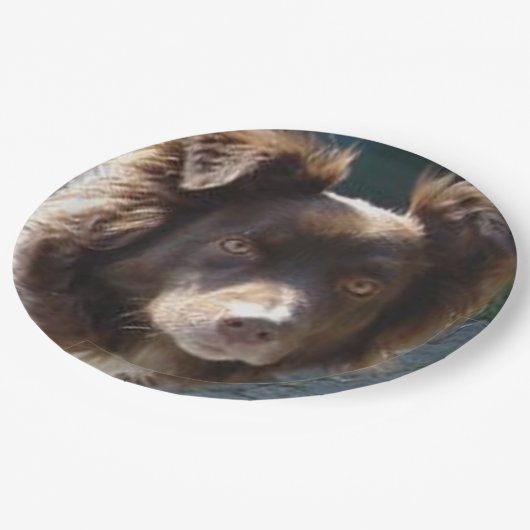 Miniature American Shepherrd Red Tri Papieren Bordje (Gekanteld)