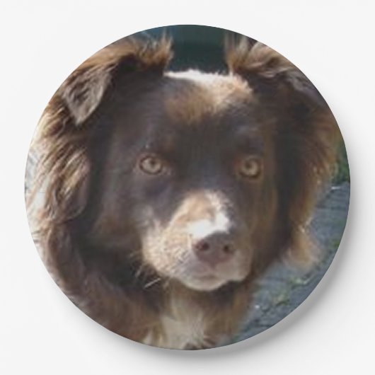 Miniature American Shepherrd Red Tri Papieren Bordje (Voorkant)