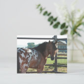 Miniature Appaloosa Stallion Briefkaart (Staand voorkant)