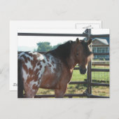 Miniature Appaloosa Stallion Briefkaart (Voorkant / Achterkant)