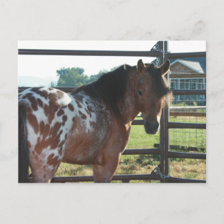 Miniature Appaloosa Stallion Briefkaart