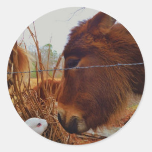 Miniature Brown horse & Easter Bunny Ronde Sticker