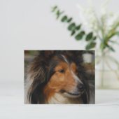 Miniature Collie Briefkaart (Staand voorkant)